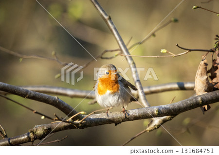 A robin bird sits on a branch A robin bird sits on a branch 131684751