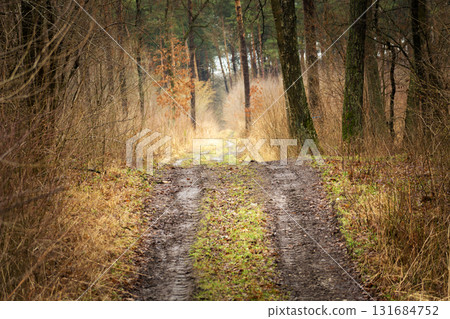 Dirt road in the autumn forest Dirt road in the autumn forest 131684752