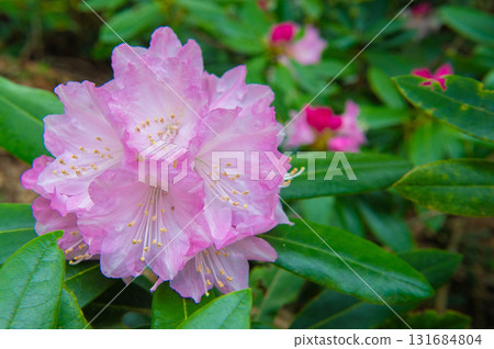 Rhododendrons blooming at the foot of Inugatake Rhododendrons blooming at the foot of Inugatake 131684804
