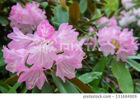 犬嶽山腳下盛開的杜鵑花 131684809