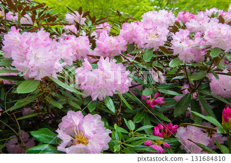 犬嶽山腳下盛開的杜鵑花 犬嶽山腳下盛開的杜鵑花 131684810