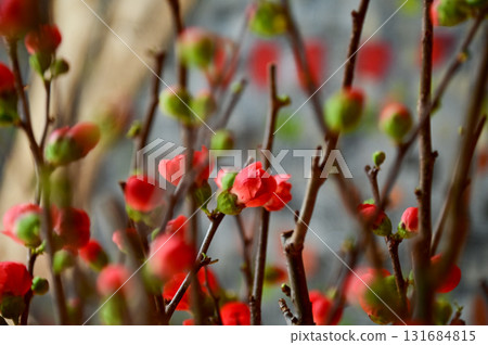 Close-up of peach blossom flower and tree. For Chinese new year celebration and decoration. Traditional decoration plant for Chinese New Year. Flower background. Close-up of peach blossom flower and tree. For Chinese new year celebration and decoration. Traditional decoration plant for Chinese New Year. Flower background. 131684815