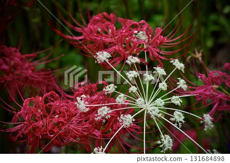 Late summer red spider lilies and water hemlock 131684898