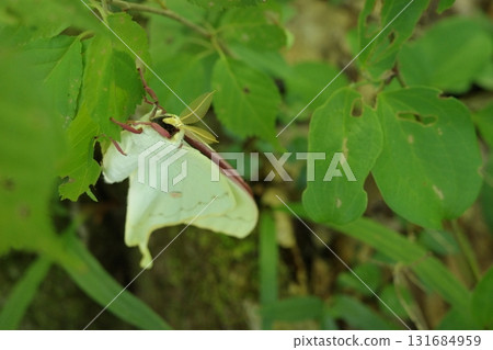 I spotted a large water butterfly in the forest. Its white, translucent wings were mysterious, creating a fantastical atmosphere in the quiet forest at night. 131684959
