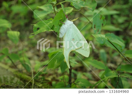 I spotted a large water butterfly in the forest. Its white, translucent wings were mysterious, creating a fantastical atmosphere in the quiet forest at night. I spotted a large water butterfly in the forest. Its white, translucent wings were mysterious, creating a fantastical atmosphere in the quiet forest at night. 131684960