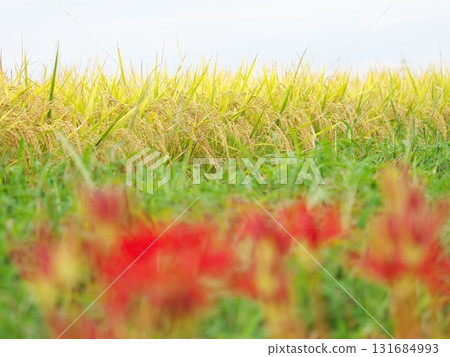 Rice fields with blooming red spider lilies Rice fields with blooming red spider lilies 131684993