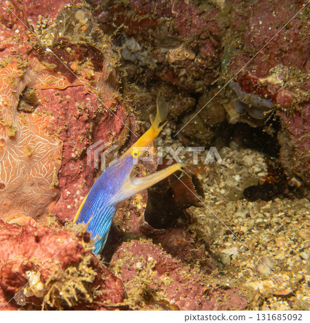 A blue and yellow Ribbon Eel, or Rhinomuraena quaesita, at a beautiful tropical coral reef 131685092