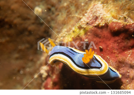 Supermacro photo of Anna's Chromodoris, or Chromodoris annae at a tropical coral reef in Philippines 131685094