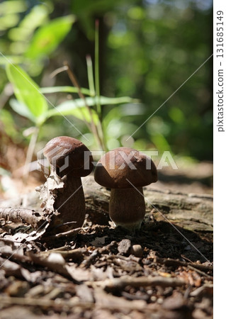 夏季闊葉林中出現香菇。 131685149