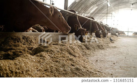 Livestock farm cows feeding in modern barn Livestock farm cows feeding in modern barn 131685151