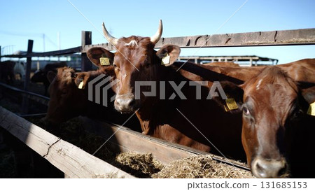 Brown cattle eating hay in feedlot under sunlight 131685153