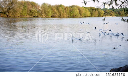 Seagulls flying above calm lake water with spring trees Seagulls flying above calm lake water with spring trees 131685158