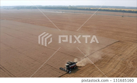 Cleaning the field of wheat in the summer. Combine harvesting wheat in the field 131685160