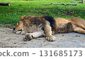 African lion resting on ground 131685173