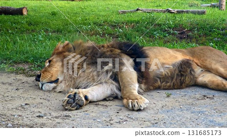 African lion resting on ground 131685173