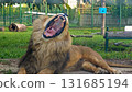 Lion yawning showing fangs and open mouth 131685194