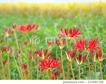 Cluster amaryllis blooming on the bank of a rice field 131685199