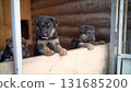 German shepherd puppies looking out from wooden enclosure 131685200