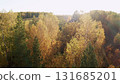 Golden sunlight illuminating colorful autumn trees in forest landscape 131685201