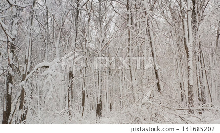 Snow covering trees in beautiful winter forest 131685202