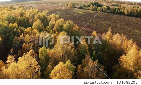 Golden autumn forest meeting brown empty field 131685203