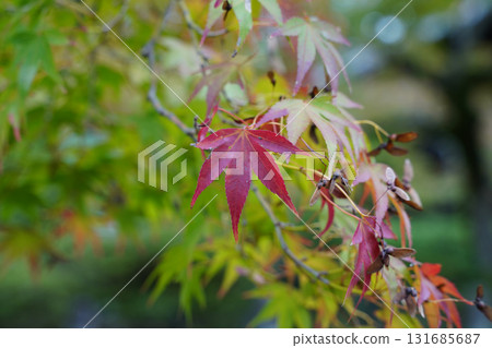 Maple leaves starting to turn red 131685687