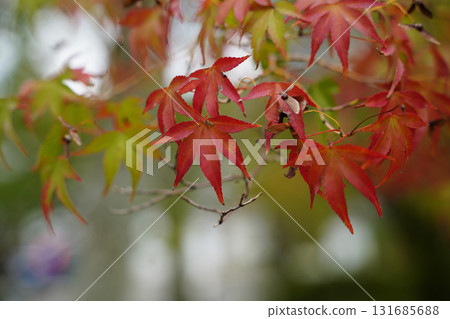 Maple leaves starting to turn red 131685688