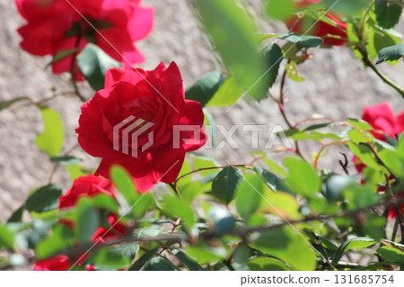 A red rose 131685754