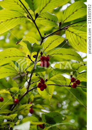 山茱萸樹的果實開始變紅 131685952