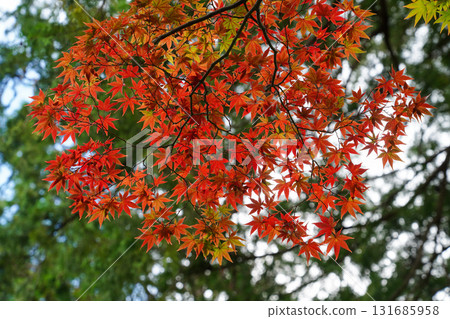 楓葉色紅色 131685958