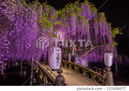 夜晚的中山紫藤（柳川市） 131686077