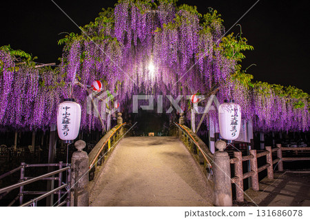 夜晚的中山紫藤(柳川市) 夜晚的中山紫藤(柳川市) 131686078