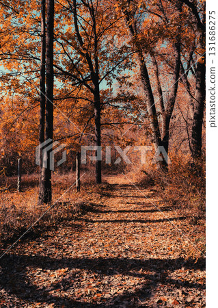 Forest Trail in Autumn Light with Fallen Leaves and Tall Trees Forest Trail in Autumn Light with Fallen Leaves and Tall Trees 131686275
