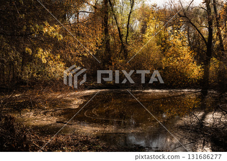 Golden Reflection: Autumn Pond in Forest Light Golden Reflection: Autumn Pond in Forest Light 131686277