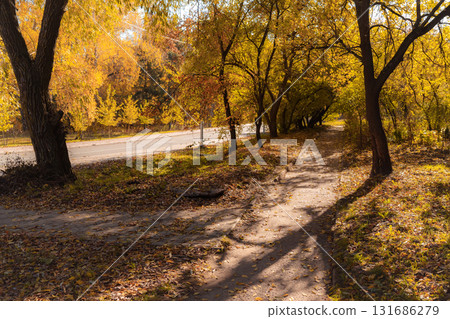 Forest Path in Autumn Sunlight with Golden Foliage Forest Path in Autumn Sunlight with Golden Foliage 131686279