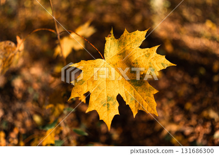 Maple Leaf in Sunlight: Close-Up Autumn Detail with Soft Background Maple Leaf in Sunlight: Close-Up Autumn Detail with Soft Background 131686300