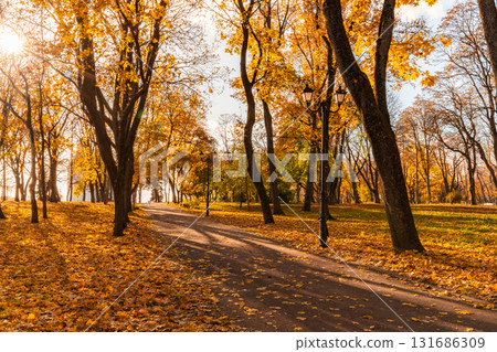 Sunny Autumn Pathway Through Golden-Leaved Park Grove 131686309