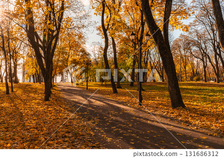Sunny Autumn Pathway Through Golden-Leaved Park Grove Sunny Autumn Pathway Through Golden-Leaved Park Grove 131686312