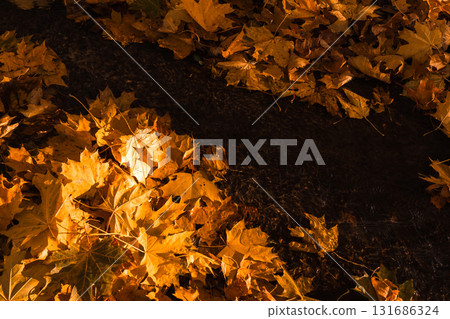 Golden Carpet: Close-Up of Fallen Autumn Leaves in Sunlight 131686324