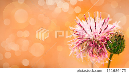 Floral  background. Purple thorny thistle flower. Closeup.  Nature. 131686475