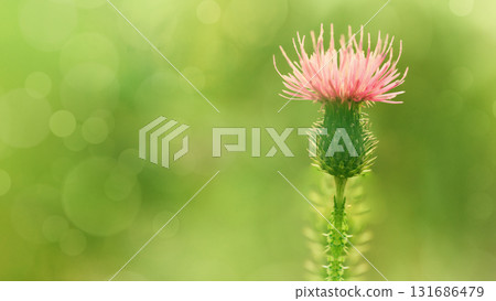 Floral  background. Purple thorny thistle flower. Closeup.  Nature. 131686479
