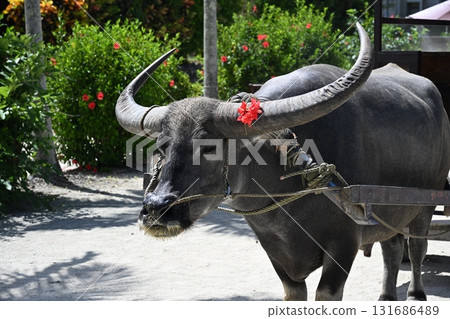 竹富島:佩戴芙蓉絲帶的水牛 竹富島:佩戴芙蓉絲帶的水牛 131686489