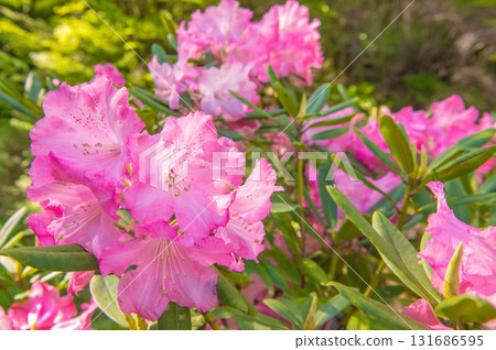 Climbing Mt. Karasako "Rhododendrons blooming at the trailhead" Climbing Mt. Karasako "Rhododendrons blooming at the trailhead" 131686595
