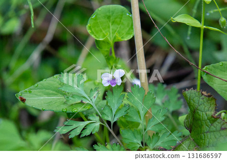 Climbing Mt. Karasako "Viola tubifolia blooming along the hiking trail" 131686597