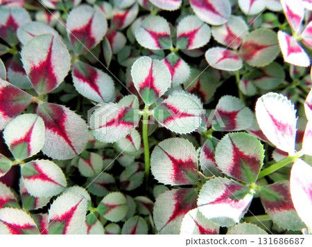 色調剪切 色調剪切 131686687