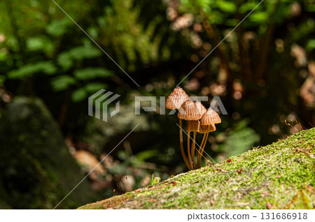 唐迫山登山“登山路線沿途的蘑菇” 唐迫山登山“登山路線沿途的蘑菇” 131686918