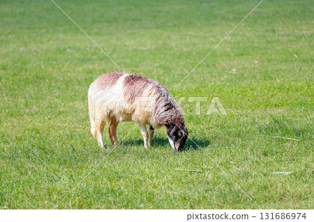 Close up the brown Sheep is rest in garden Close up the brown Sheep is rest in garden 131686974