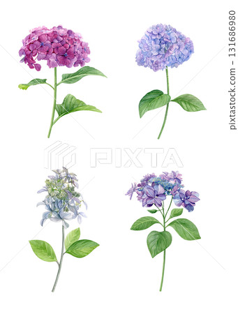 Set of pink, purple and white hydrangea flowers. Watercolor of summer flowers isolated on a white background. Good for postcards, invitations, greeting cards. Set of pink, purple and white hydrangea flowers. Watercolor of summer flowers isolated on a white background. Good for postcards, invitations, greeting cards. 131686980