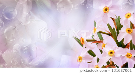 Bouquet of   white daffodil flowers. Floral spring background. Close-up. Nature. 131687001