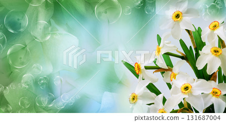 Bouquet of   white daffodil flowers. Floral spring background. Close-up. Nature. 131687004